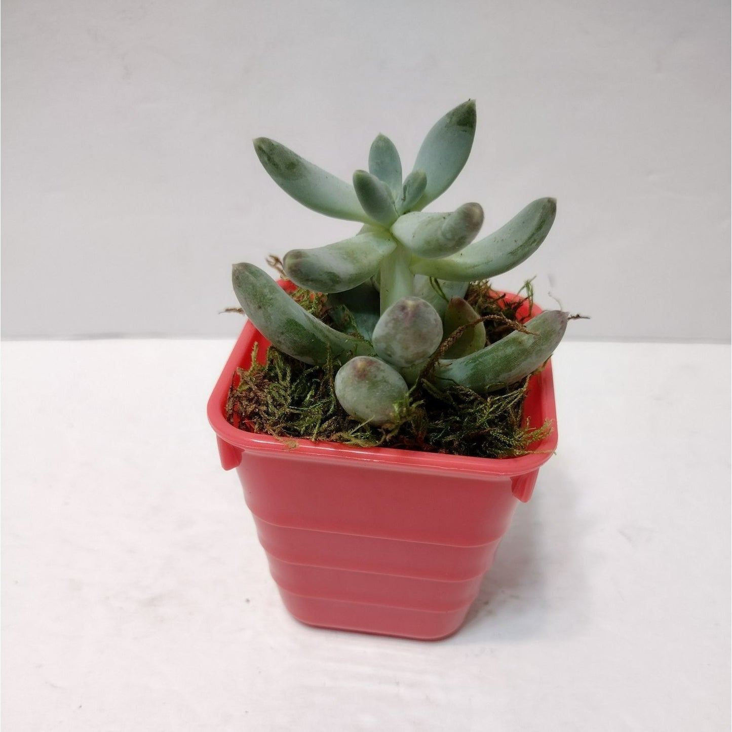 Succulent Plant in Planter, Pachyphytum Starburst, Houseplant Gift in Pink Pot