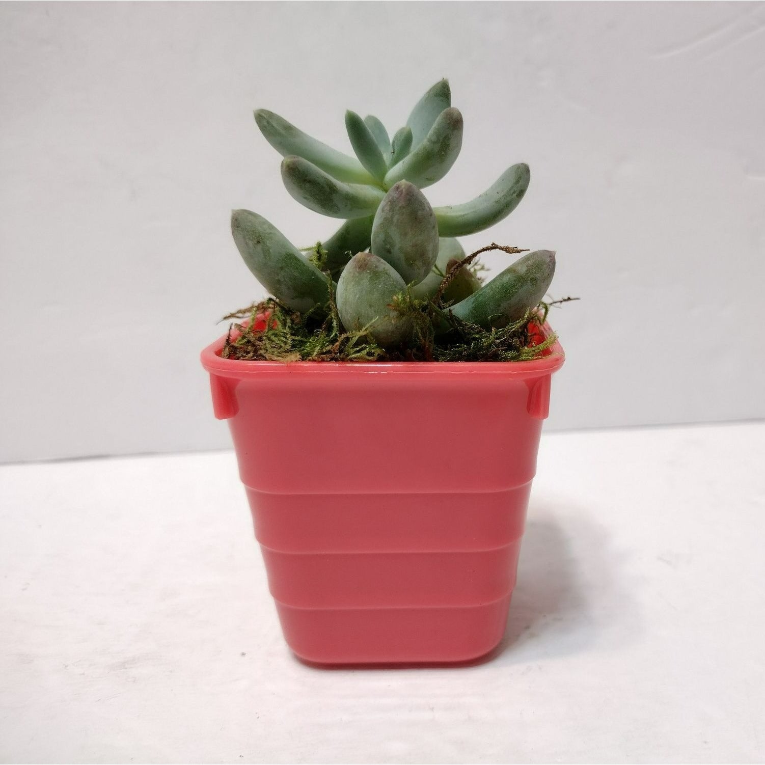 starburst succulent Succulent Plant in Planter, Pachyphytum Starburst, Houseplant Gift in – Eclectic Nests Shop