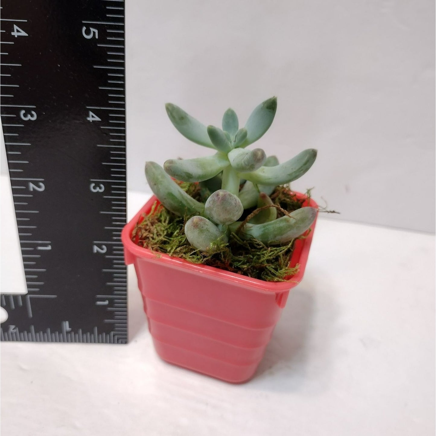 Succulent Plant in Planter, Pachyphytum Starburst, Houseplant Gift in Pink Pot
