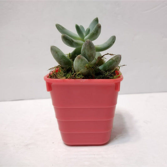 Succulent Plant in Planter, Pachyphytum Starburst, Houseplant Gift in Pink Pot