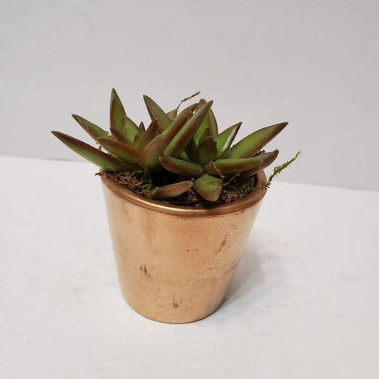 Succulent Planter in Gold Painted Cement Plant Pot, 2 inch, Houseplant Gift