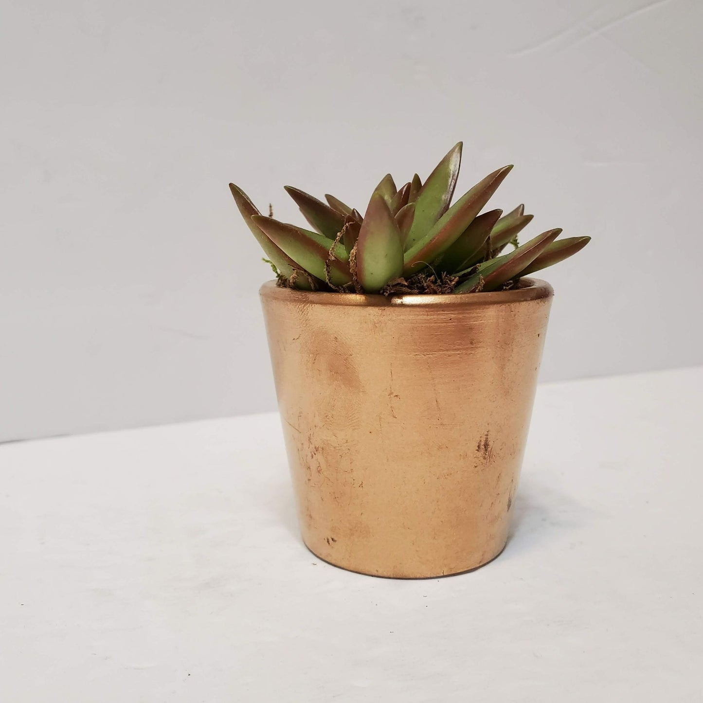 Succulent Planter in Gold Painted Cement Plant Pot, 2 inch, Houseplant Gift