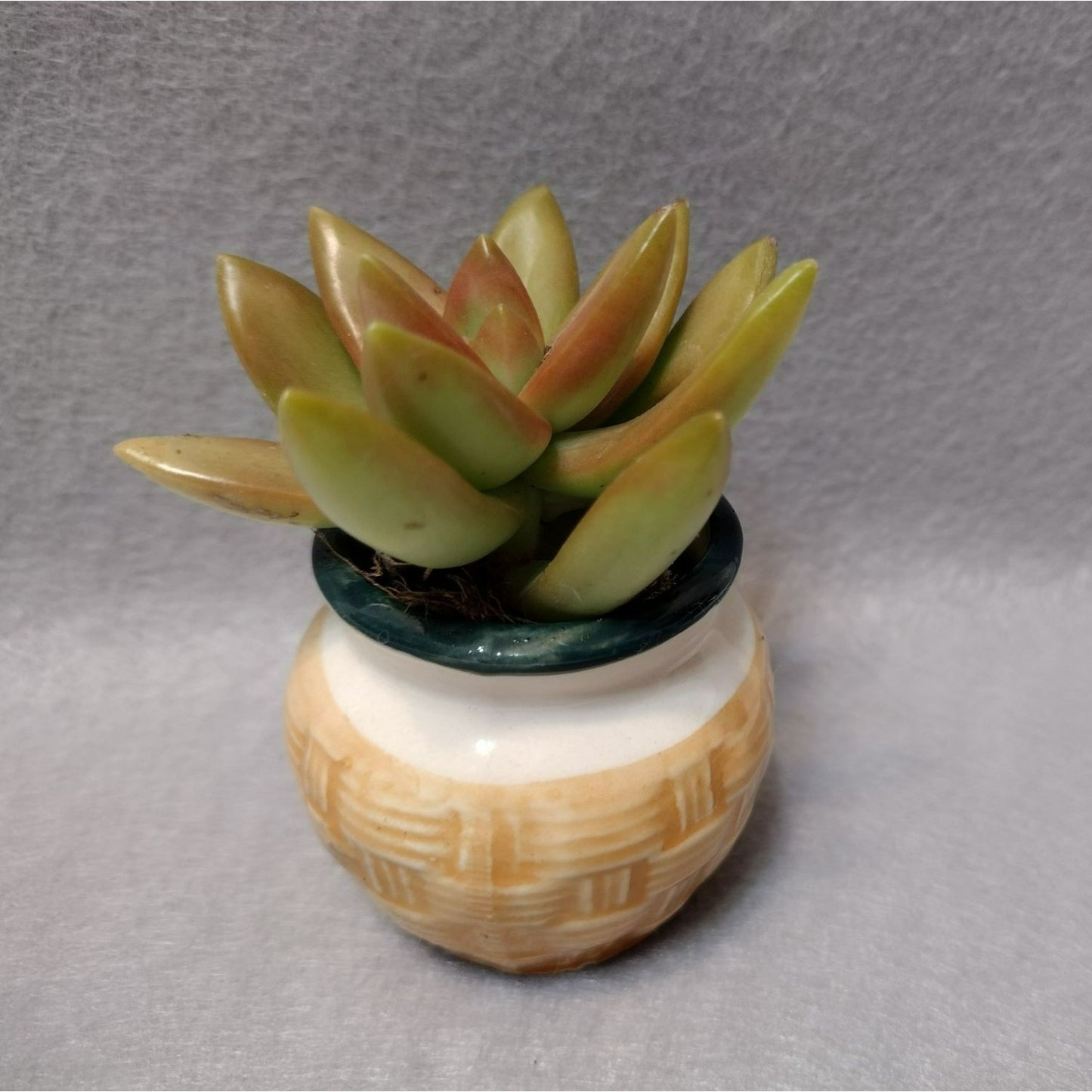 Miniature Ceramic Planter, Made in Japan Basket Weave Look Vintage Succulent Pot