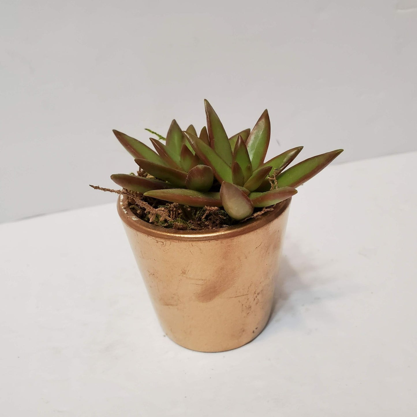 Succulent Planter in Gold Painted Cement Plant Pot, 2 inch, Houseplant Gift