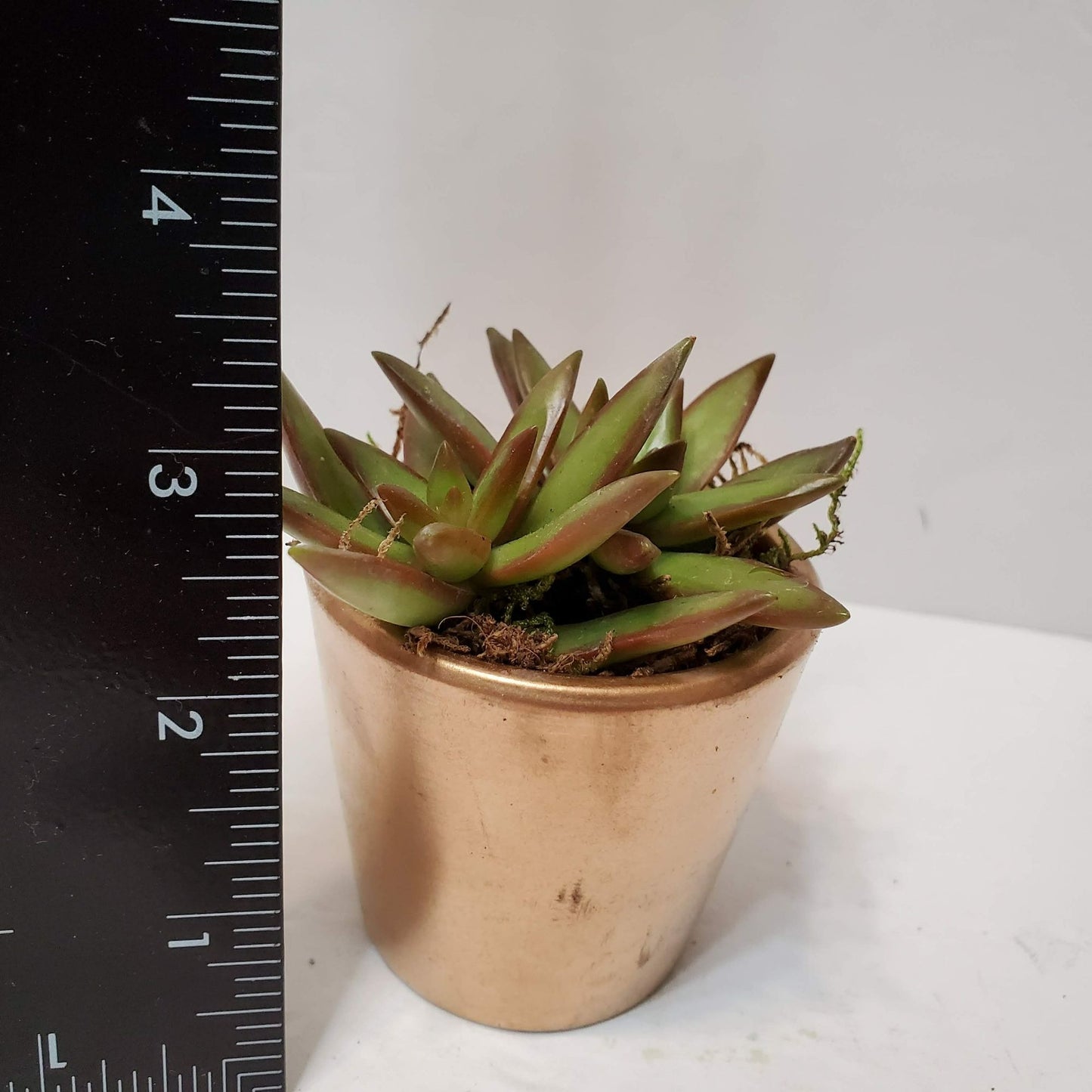 Succulent Planter in Gold Painted Cement Plant Pot, 2 inch, Houseplant Gift