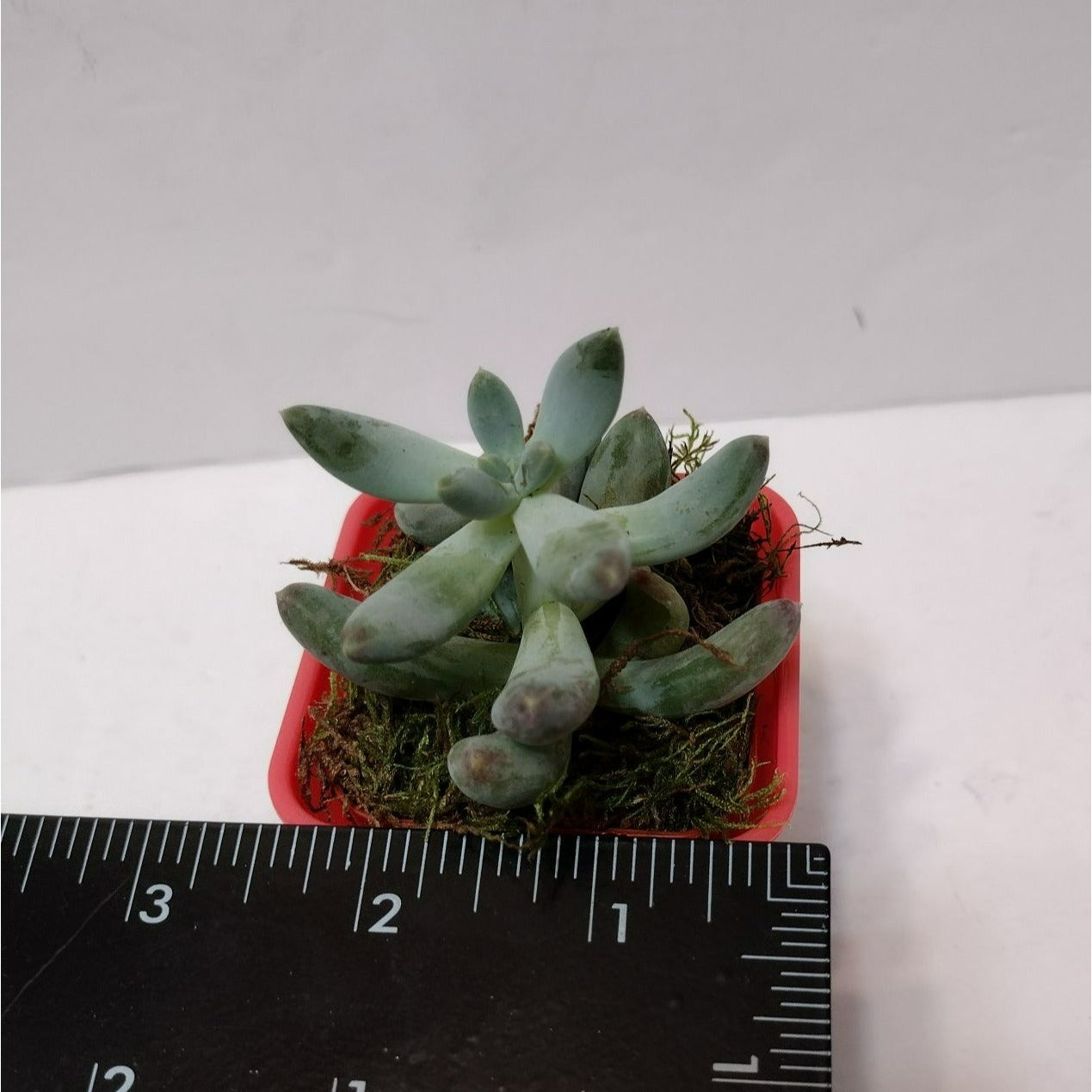 Succulent Plant in Planter, Pachyphytum Starburst, Houseplant Gift in Pink Pot