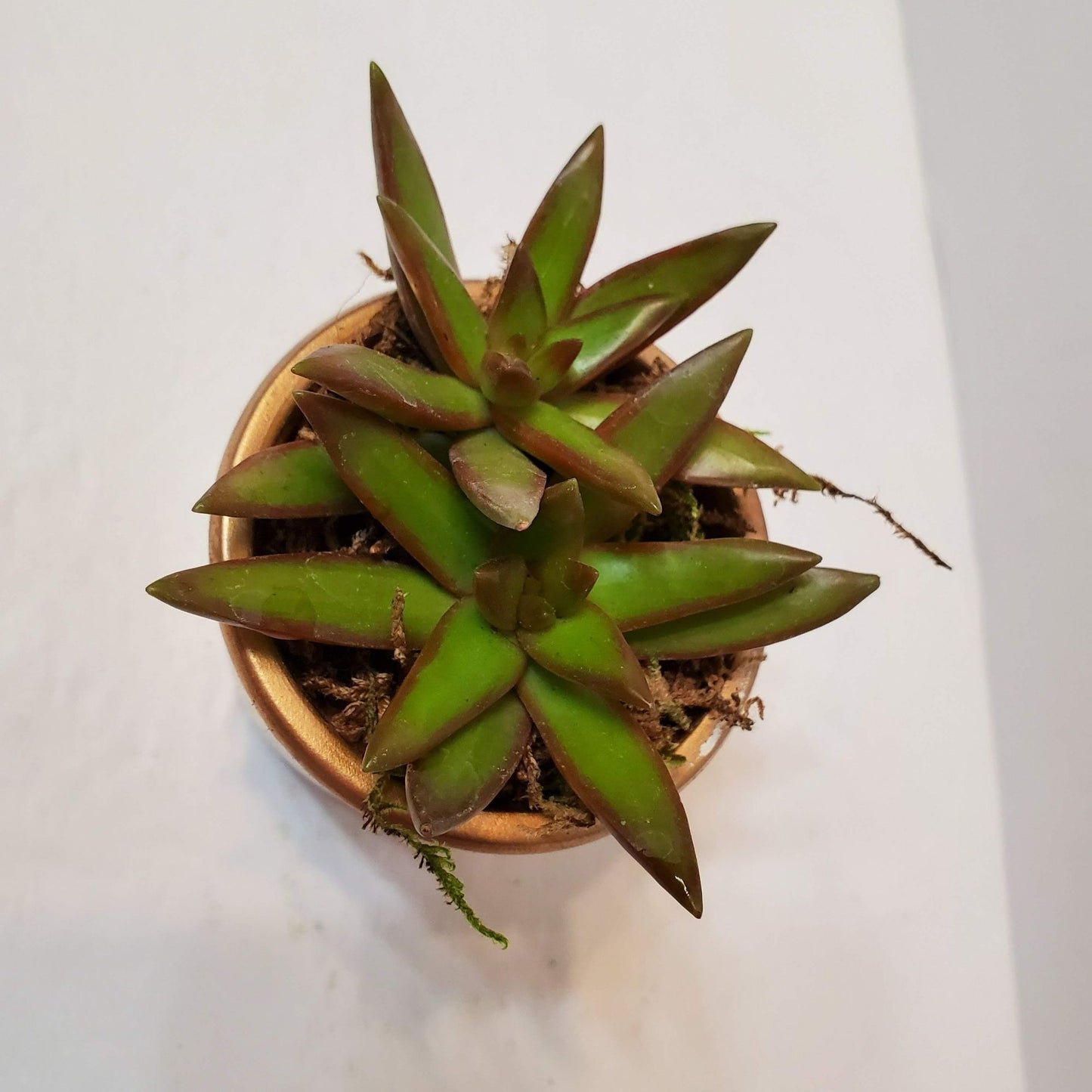 Succulent Planter in Gold Painted Cement Plant Pot, 2 inch, Houseplant Gift