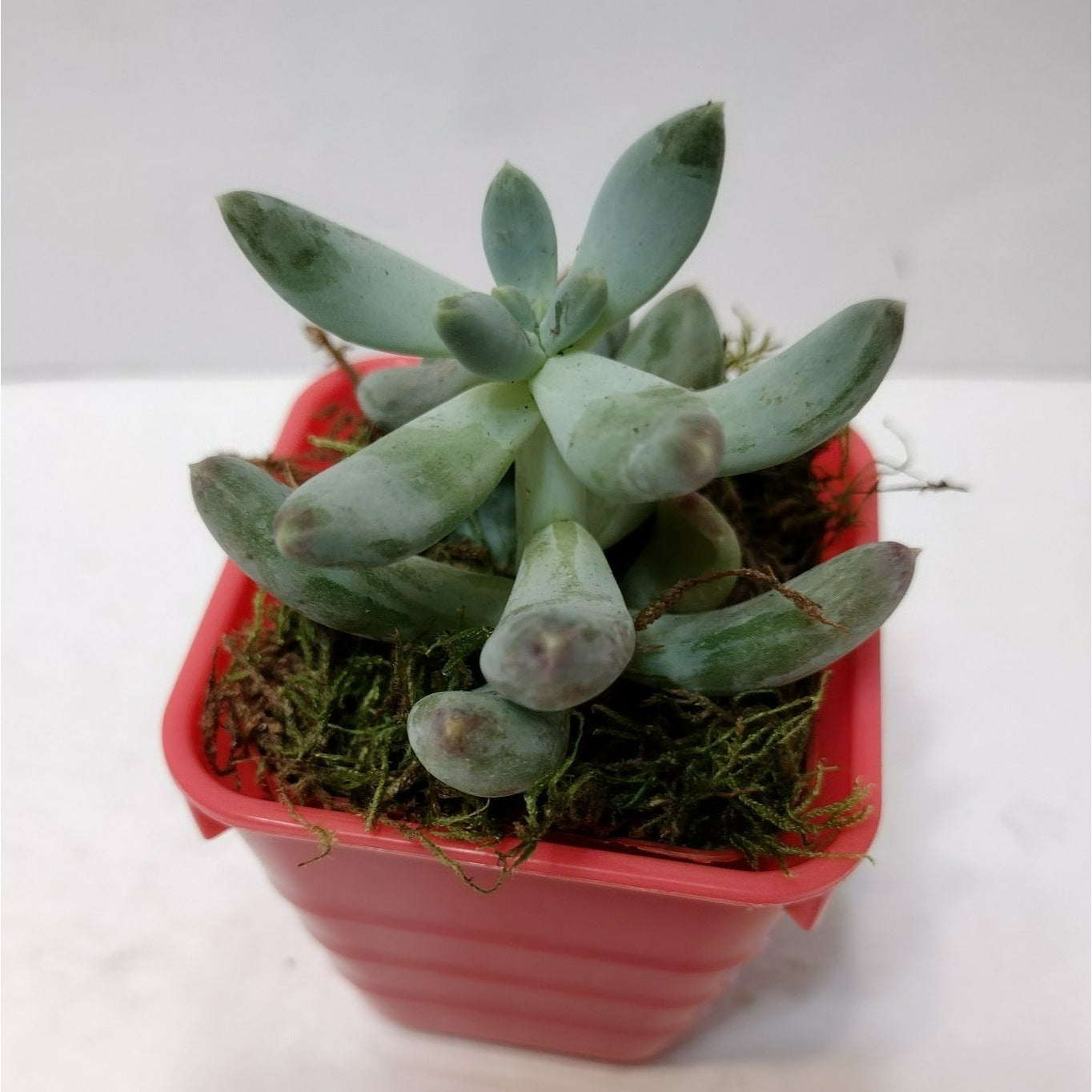 Succulent Plant in Planter, Pachyphytum Starburst, Houseplant Gift in Pink Pot